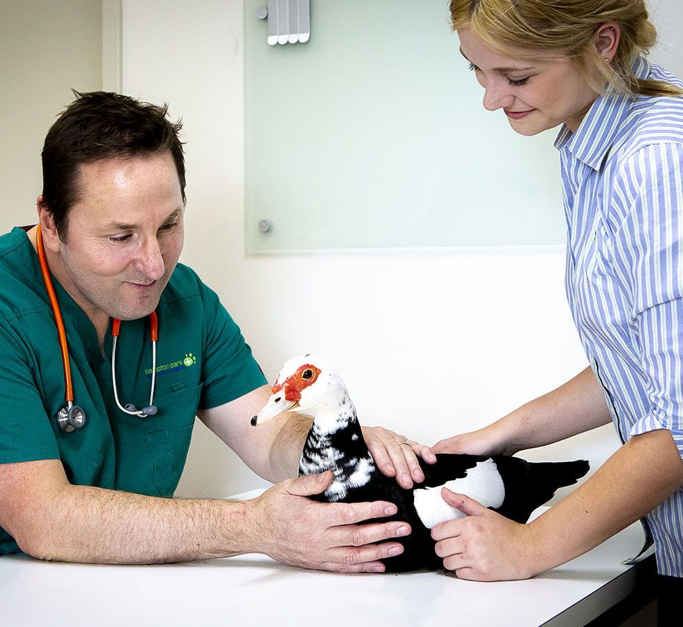 A male vet and a female assistant examining a duck on a table.