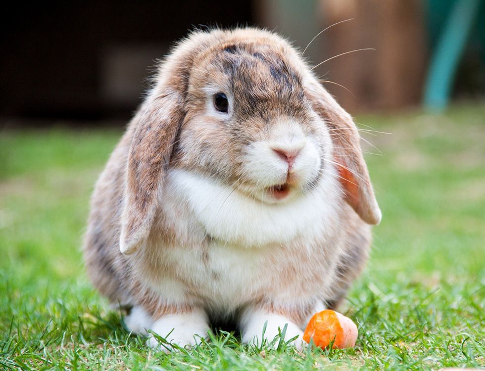 A lop-eared rabbit with a carrot on grass.