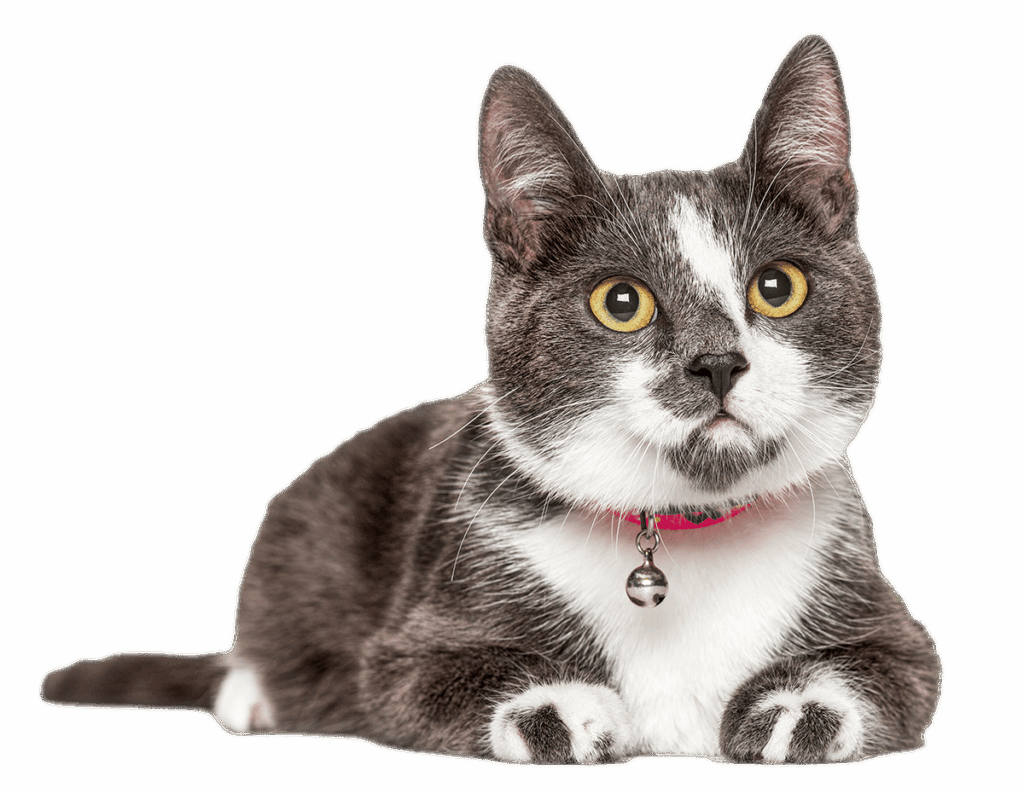 Gray and white cat with a pink collar and bell, looking alert.