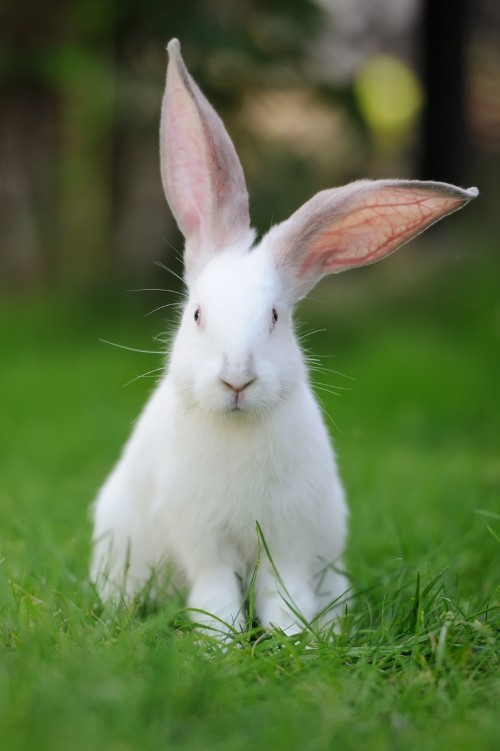 White rabbit with large upright ears sitting on grass.
