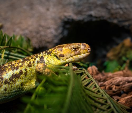 Yellow and brown snake on a forest floor among green leaves.