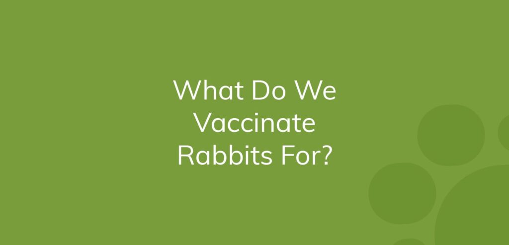 Green background with the text "What Do We Vaccinate Rabbits For?"