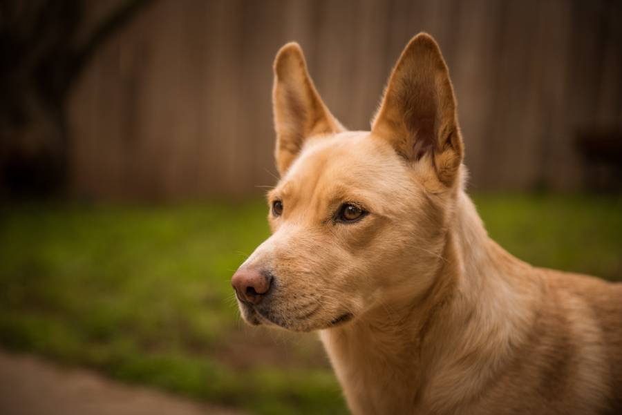Profile of a tan dog with alert ears in a grassy yard.