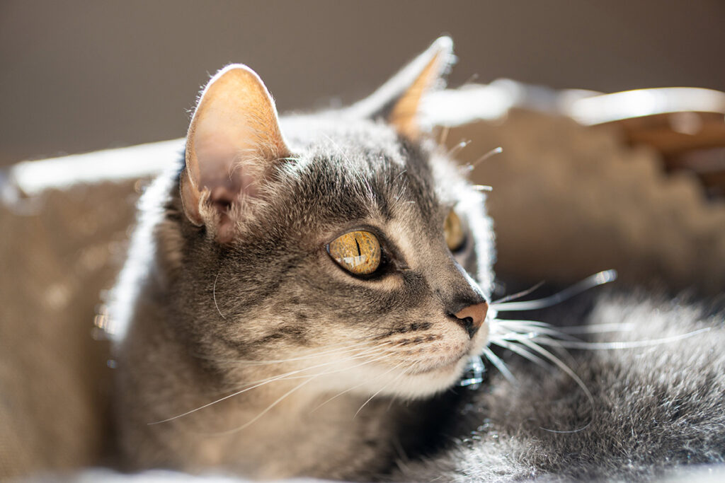 Close-up of a grey cat with striking yellow eyes in sunlight.