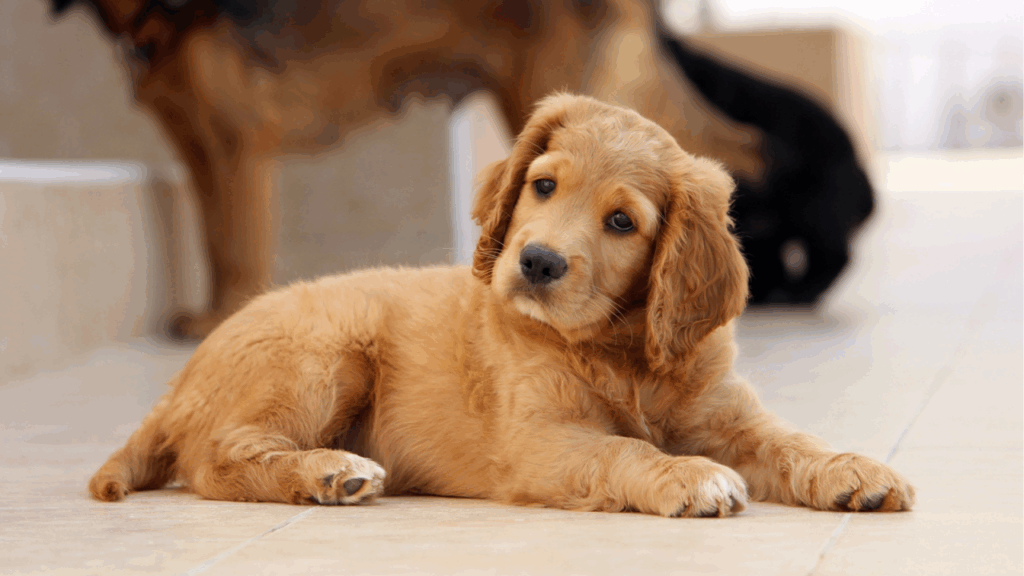 Golden retriever puppy lying down, looking directly at the camera.