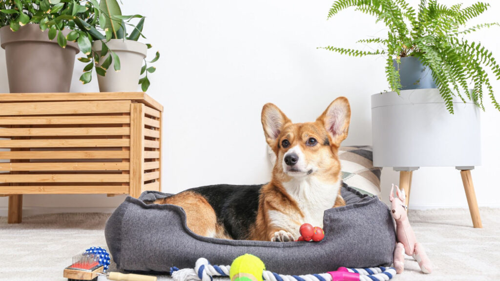 Corgi lying in a pet bed surrounded by toys and indoor plants.