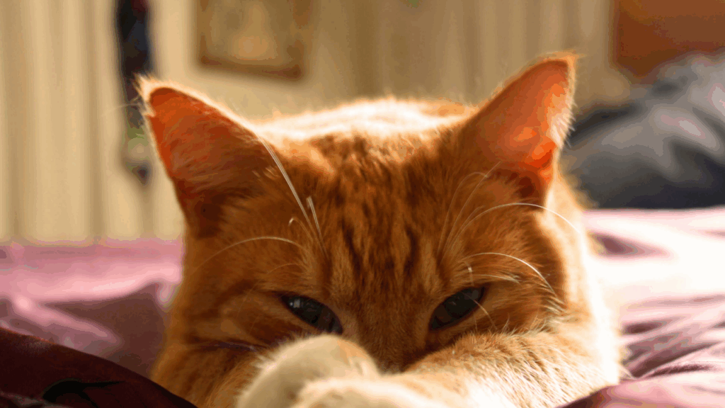Close-up of a resting orange cat with attentive eyes.