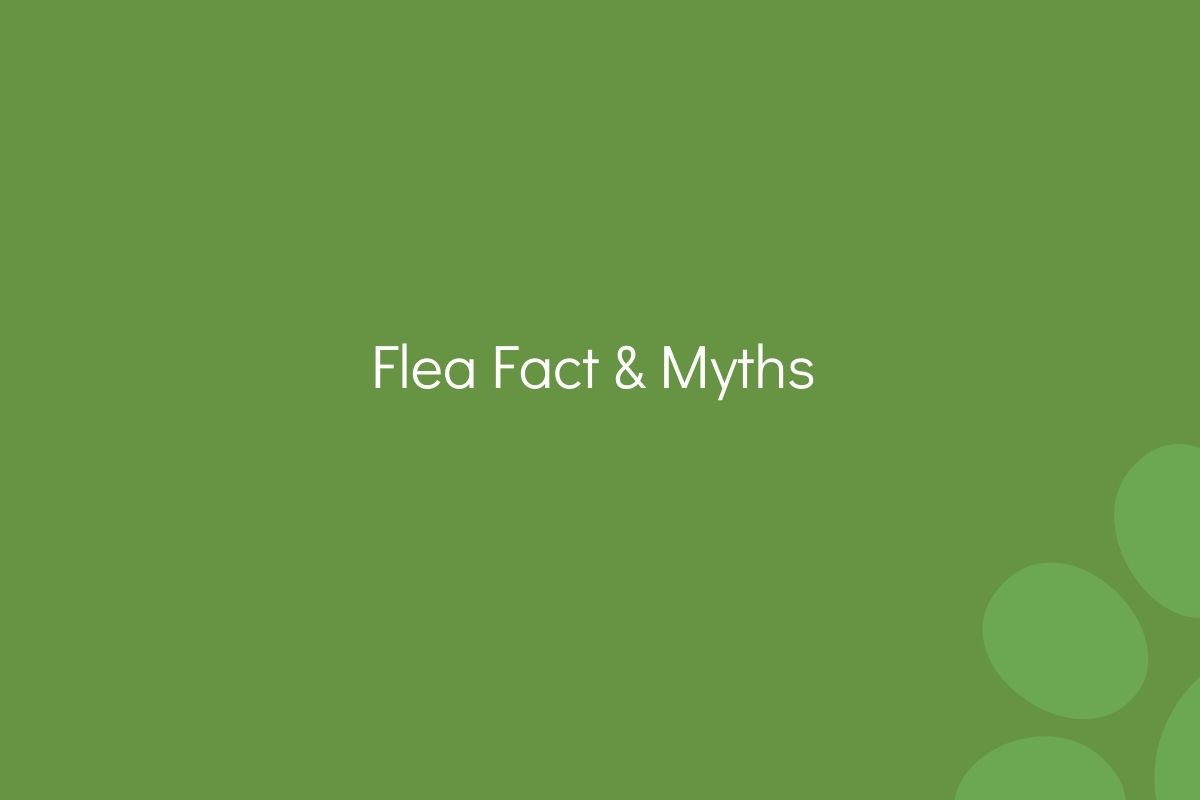 Text "Flea Fact & Myths" on a green background with lighter green circles.