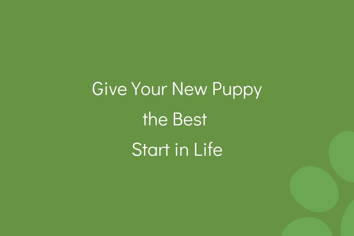 Text on a green background reads "Give Your New Puppy the Best Start in Life".