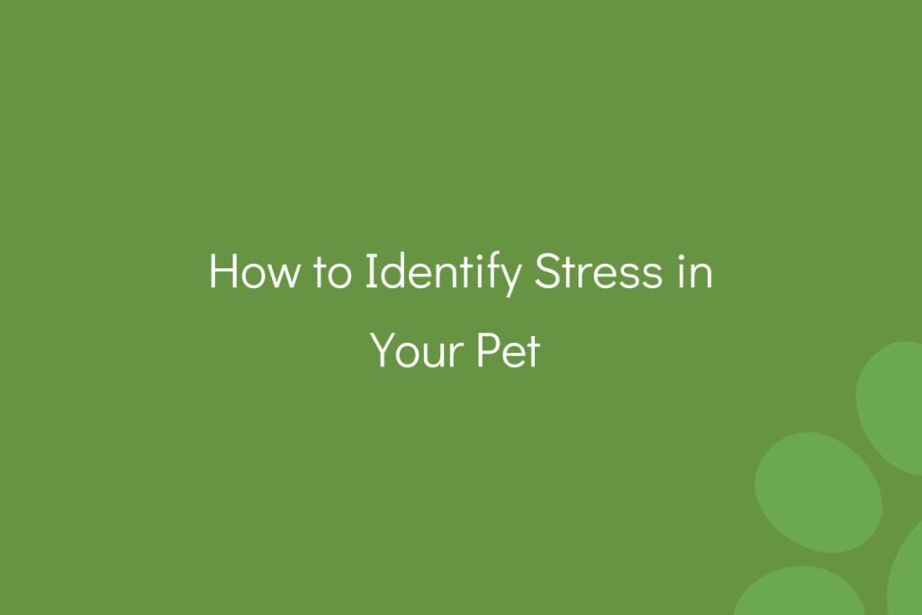 "Text 'How to Identify Stress in Your Pet' on a green background."