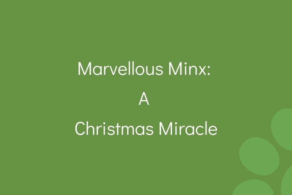 Text "Marvellous Minx: A Christmas Miracle" on a green background.