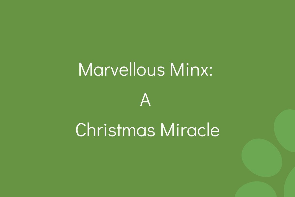 Text "Marvellous Minx: A Christmas Miracle" on a green background.
