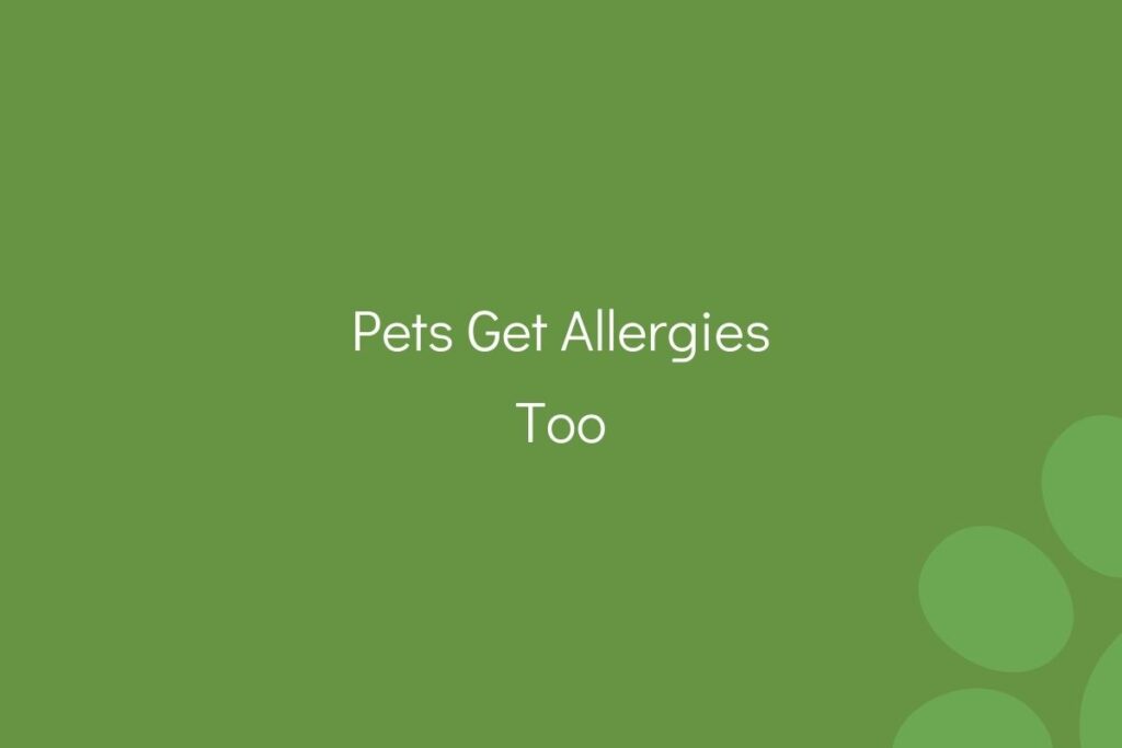 Text "Pets Get Allergies Too" on a plain green background.