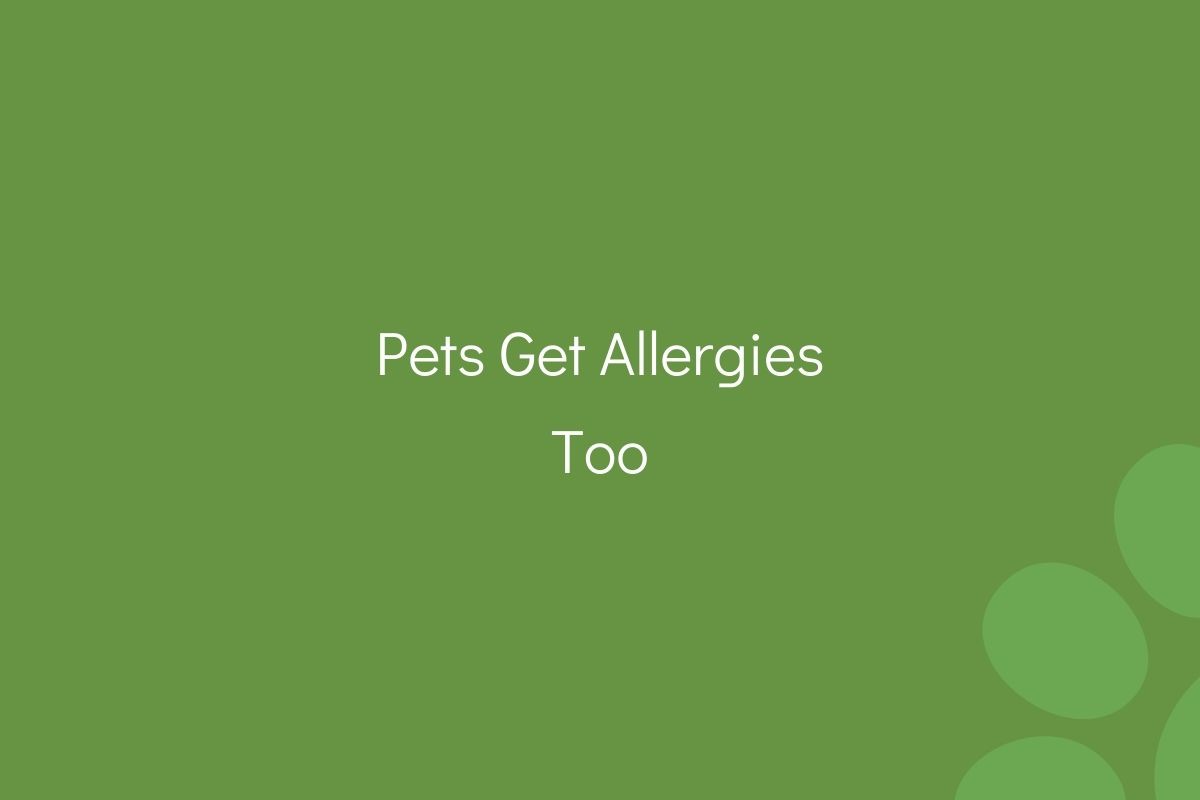 Text "Pets Get Allergies Too" on a plain green background.