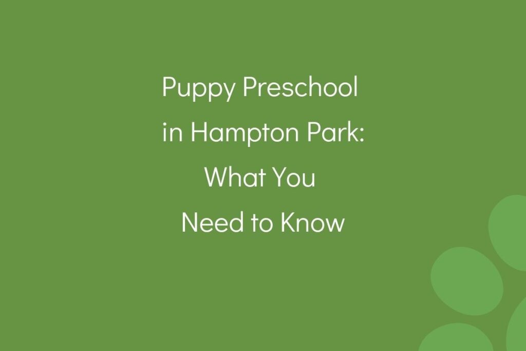 Text on a green background reads "Puppy Preschool in Hampton Park: What You Need to Know."