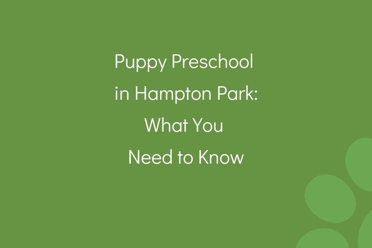 Text on a green background reads "Puppy Preschool in Hampton Park: What You Need to Know."