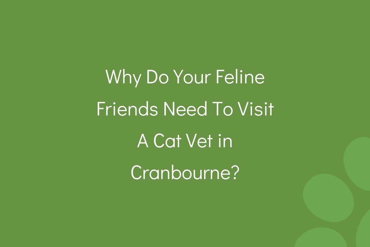 Text on a green background asking why cats need to visit a vet in Cranbourne.