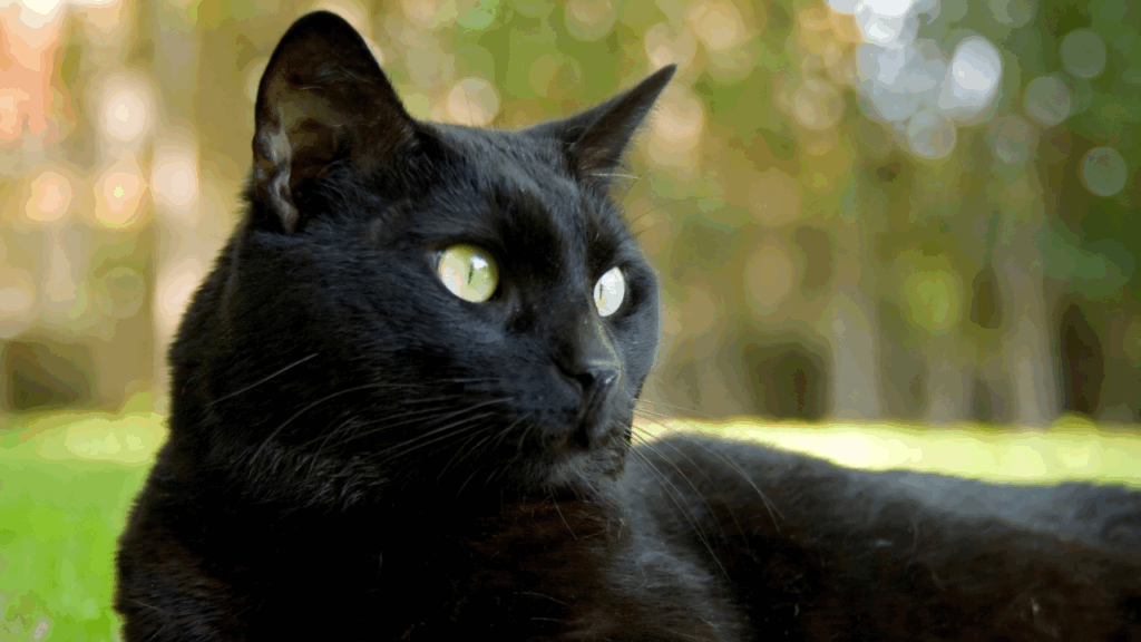 Black cat with luminous green eyes lying in grass.