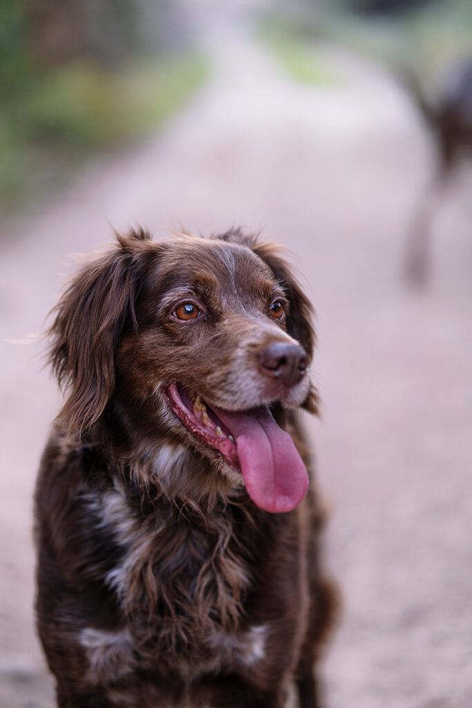 Brown dog with shaggy fur and a lolling tongue on a pathway.