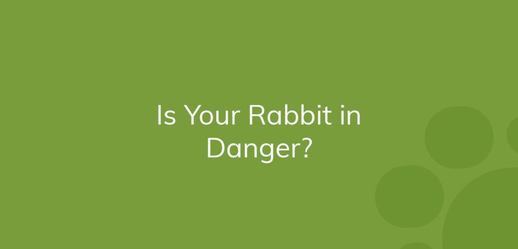 Text "Is Your Rabbit in Danger?" on a solid green background with bubble patterns.