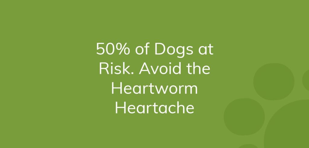 Green graphic with text emphasizing heartworm risk in 50% of dogs and the importance of prevention.