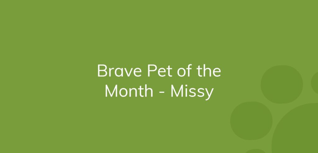 Text on green background announcing "Brave Pet of the Month - Missy"