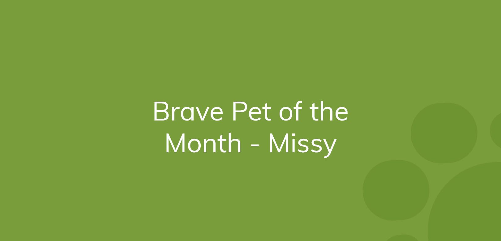 Text on green background announcing "Brave Pet of the Month - Missy"