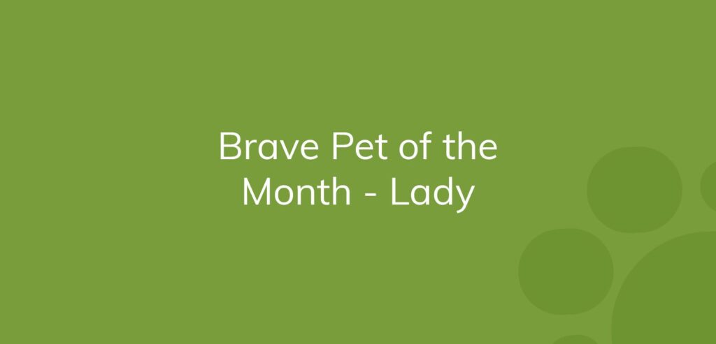Text "Brave Pet of the Month - Lady" on a plain green background.
