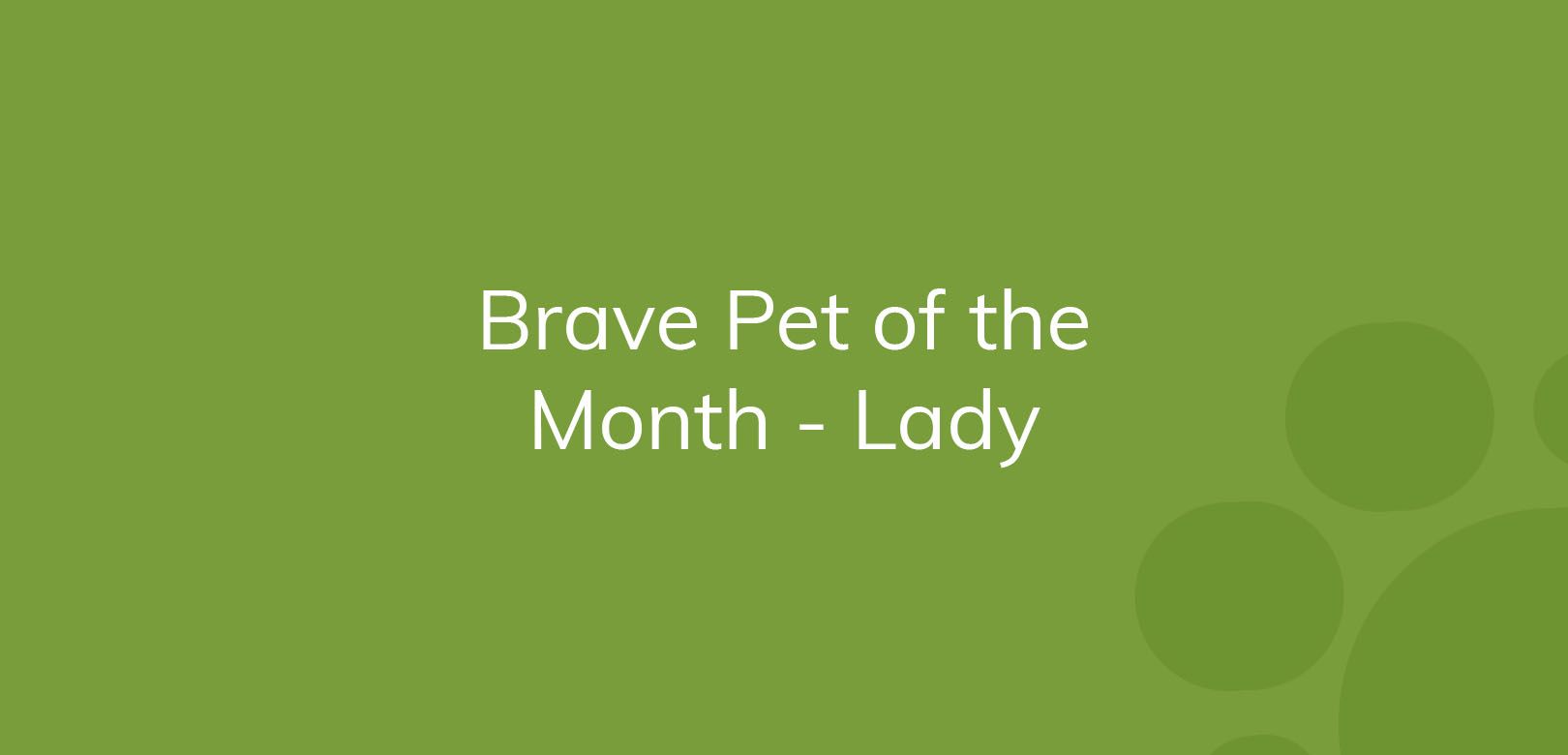 Text "Brave Pet of the Month - Lady" on a plain green background.