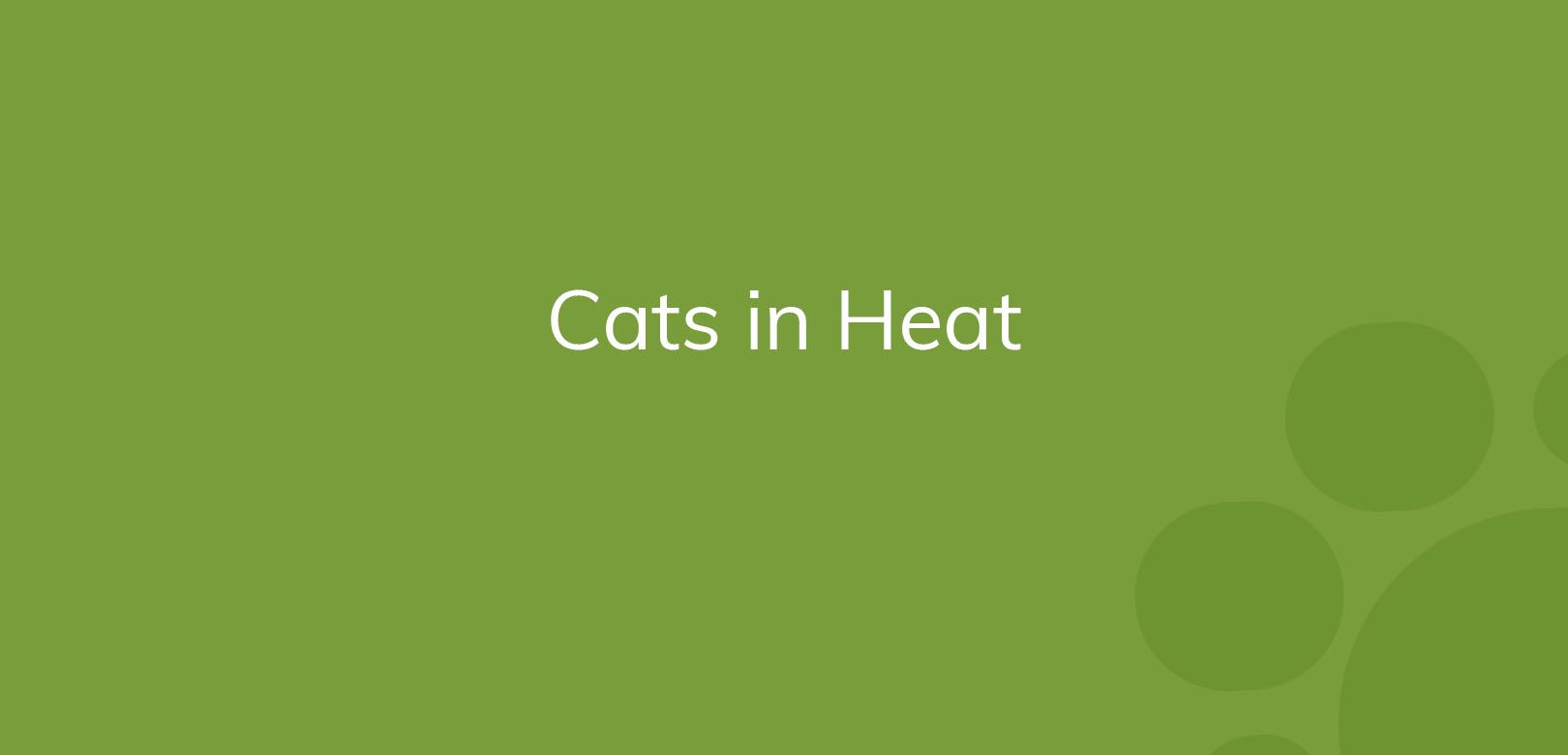 Text "Cats in Heat" on a plain green background.