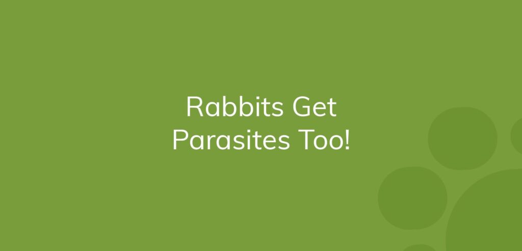 Green background with text "Rabbits Get Parasites Too!" in white letters.