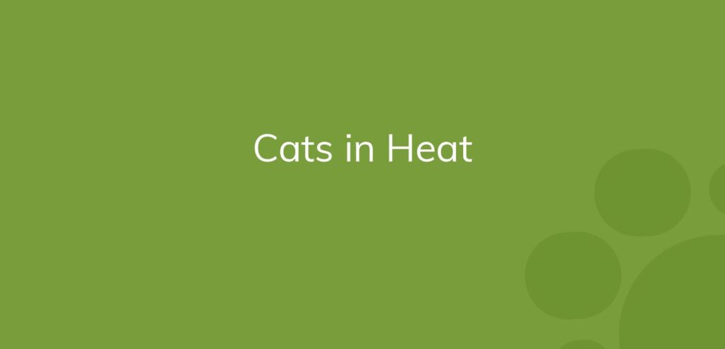 Text "Cats in Heat" on a plain green background.