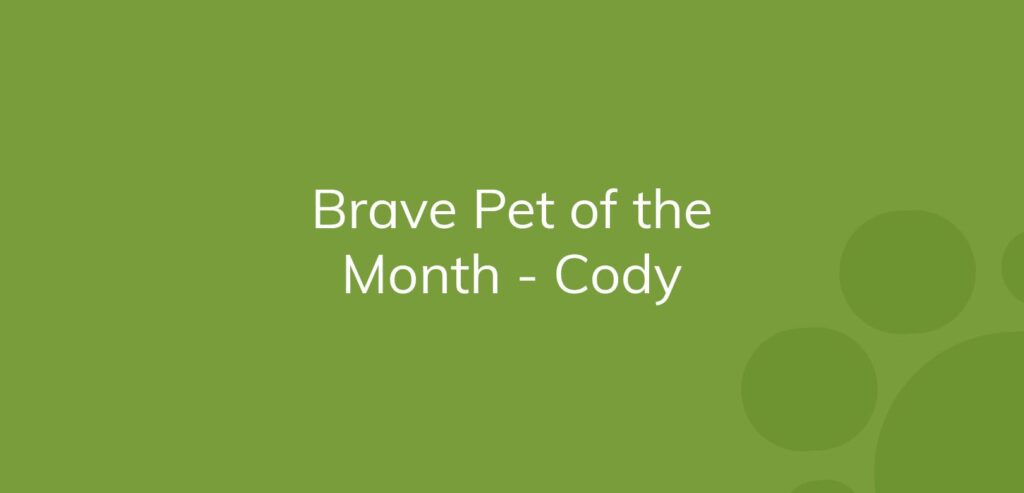 Text on a green background reading "Brave Pet of the Month - Cody."