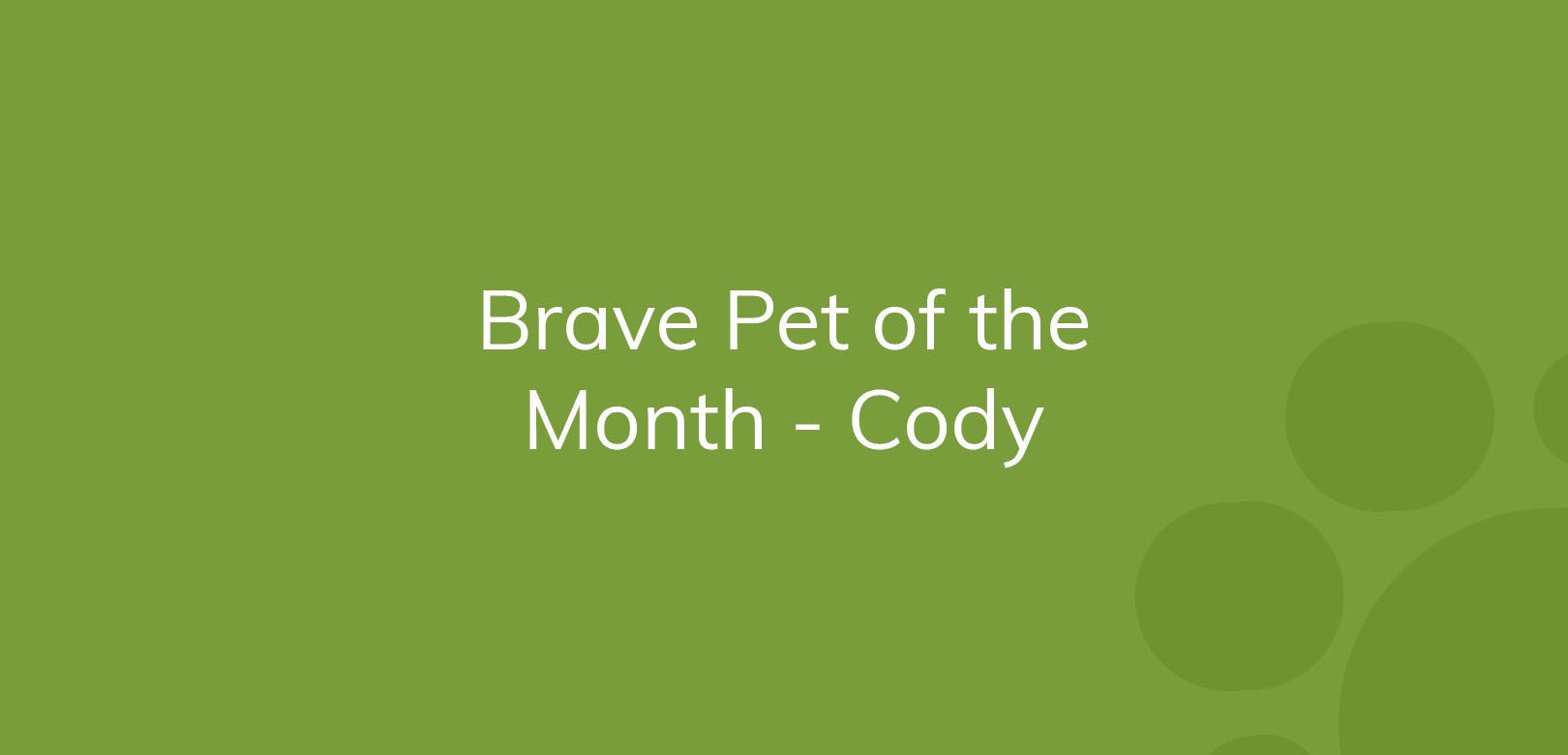 Text on a green background reading "Brave Pet of the Month - Cody."