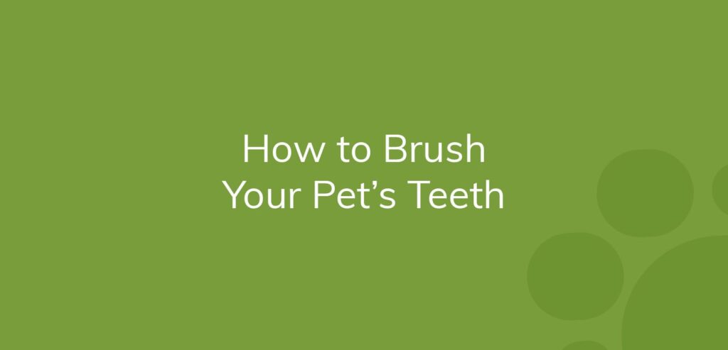 Text on a green background saying "How to Brush Your Pet’s Teeth."
