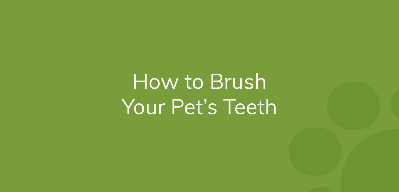 Text on a green background saying "How to Brush Your Pet’s Teeth."