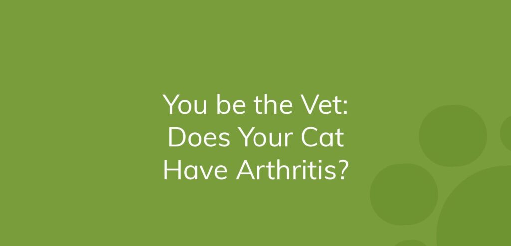 Green graphic with text "You be the Vet: Does Your Cat Have Arthritis?"