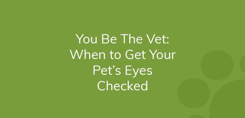 Text on green background says "You Be The Vet: When to Get Your Pet’s Eyes Checked".