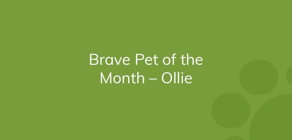 Text "Brave Pet of the Month - Ollie" on a green background with decorative circles.