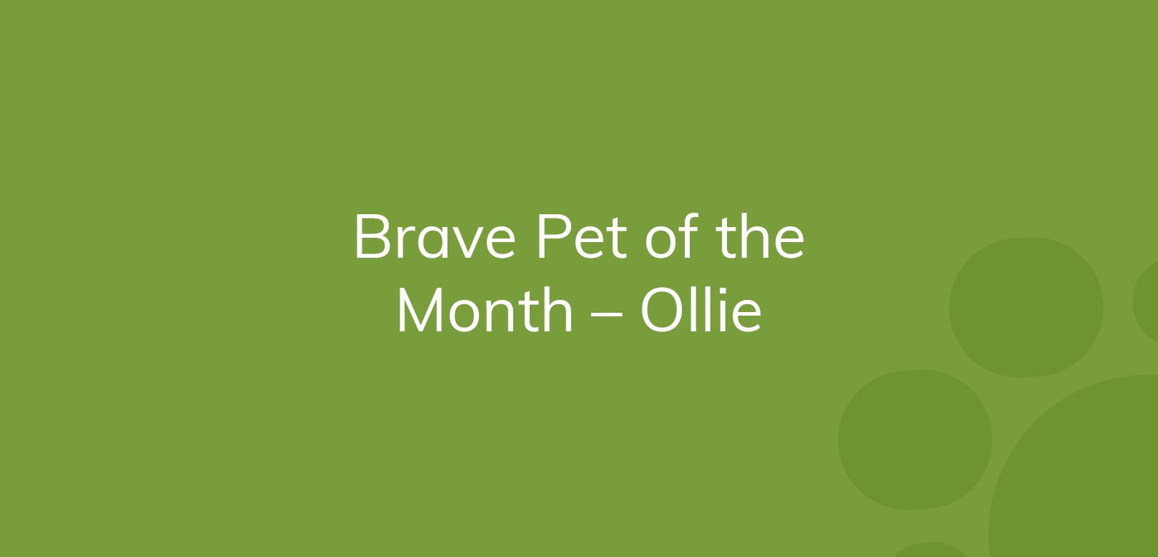 Text "Brave Pet of the Month - Ollie" on a green background with decorative circles.