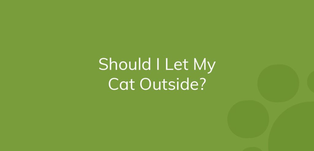 Text on a green background asking, "Should I Let My Cat Outside?"