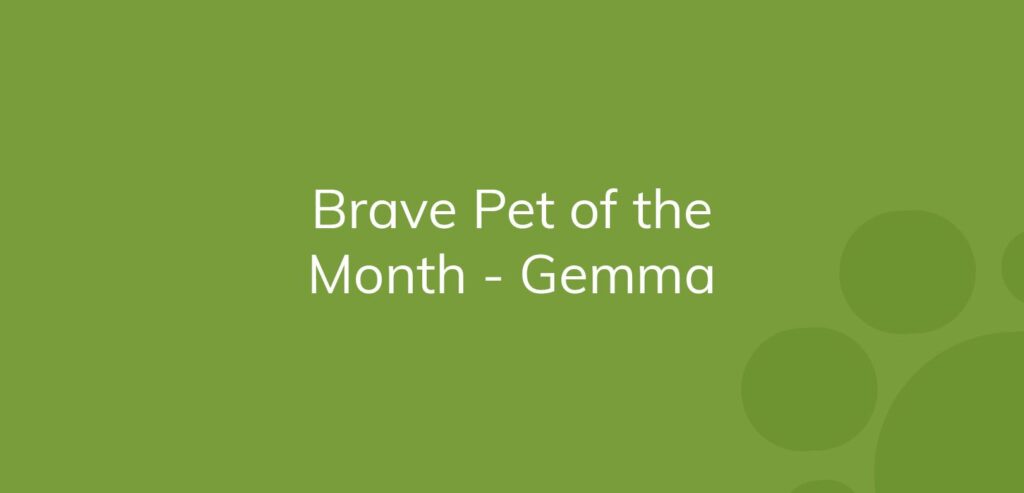 "Text on green background announcing 'Brave Pet of the Month - Gemma'"