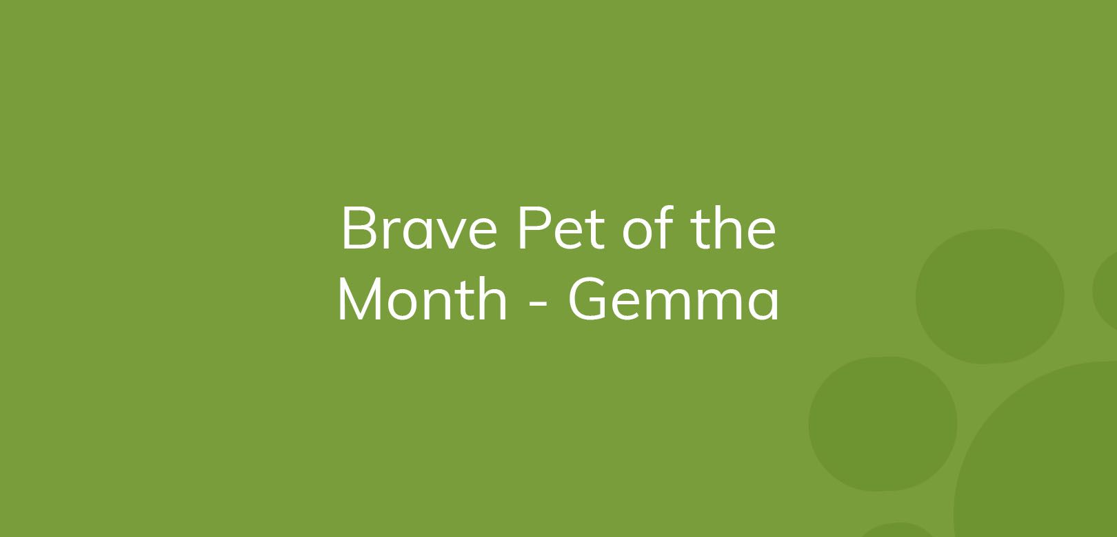 "Text on green background announcing 'Brave Pet of the Month - Gemma'"
