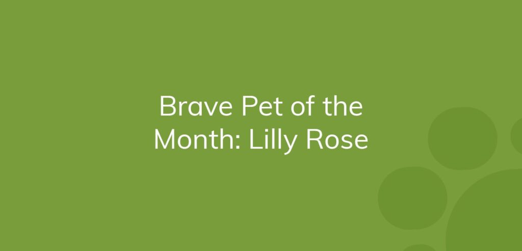 Text reading "Brave Pet of the Month: Lilly Rose" on a solid green background.