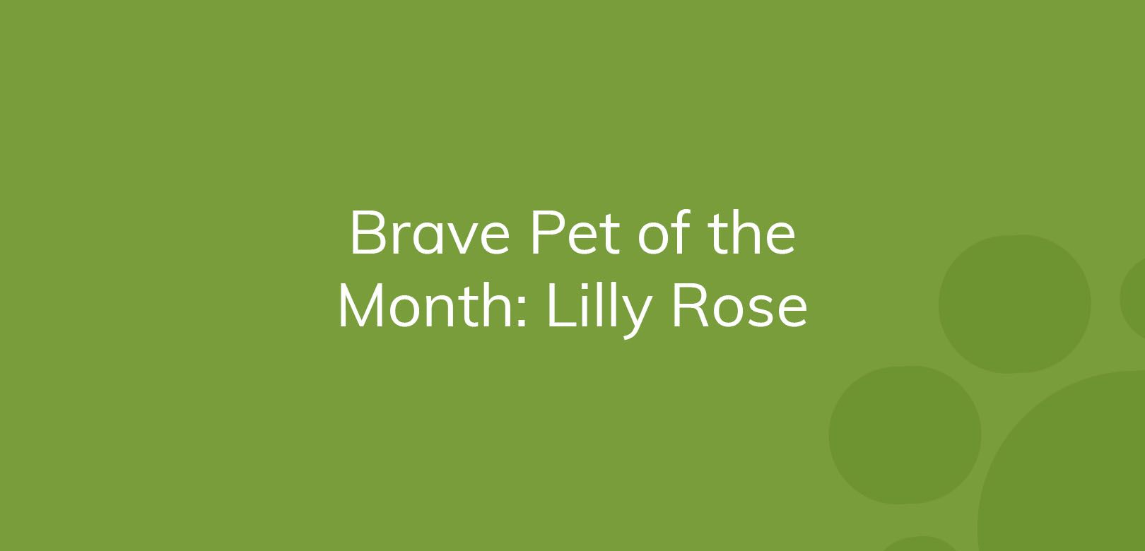 Text reading "Brave Pet of the Month: Lilly Rose" on a solid green background.