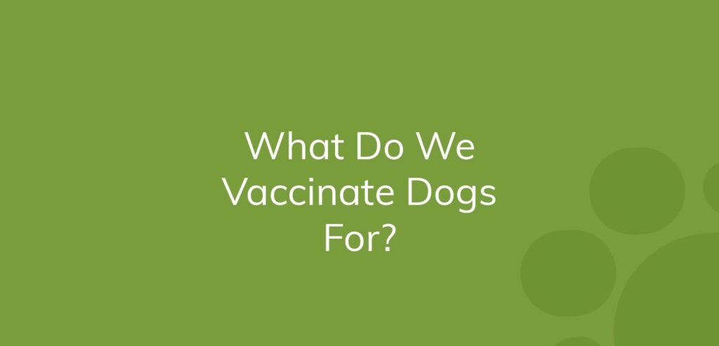 Text on solid green background asking, "What Do We Vaccinate Dogs For?"