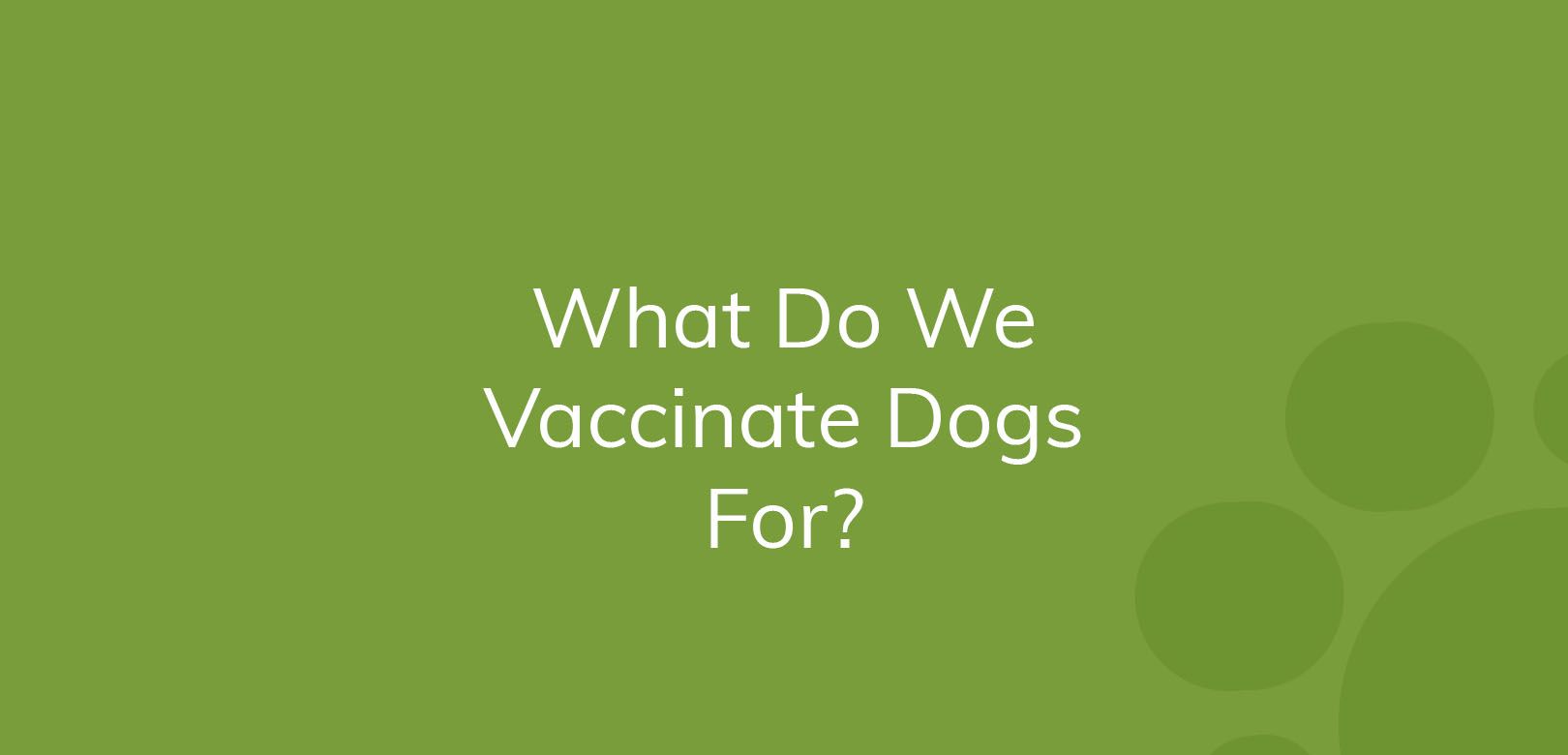 Text on solid green background asking, "What Do We Vaccinate Dogs For?"