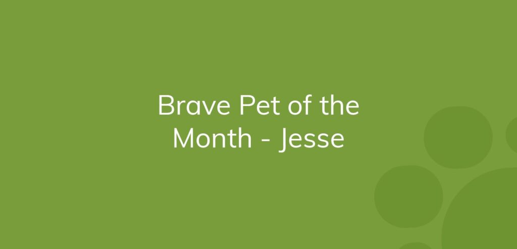 Text on green background announcing "Brave Pet of the Month - Jesse".