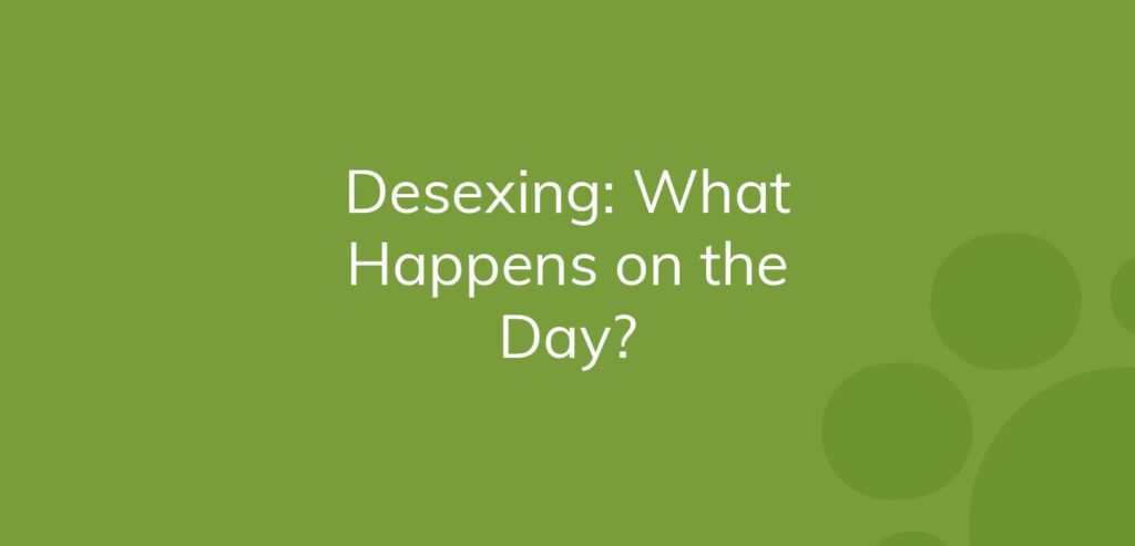 Text on a green background reads "Desexing: What Happens on the Day?"