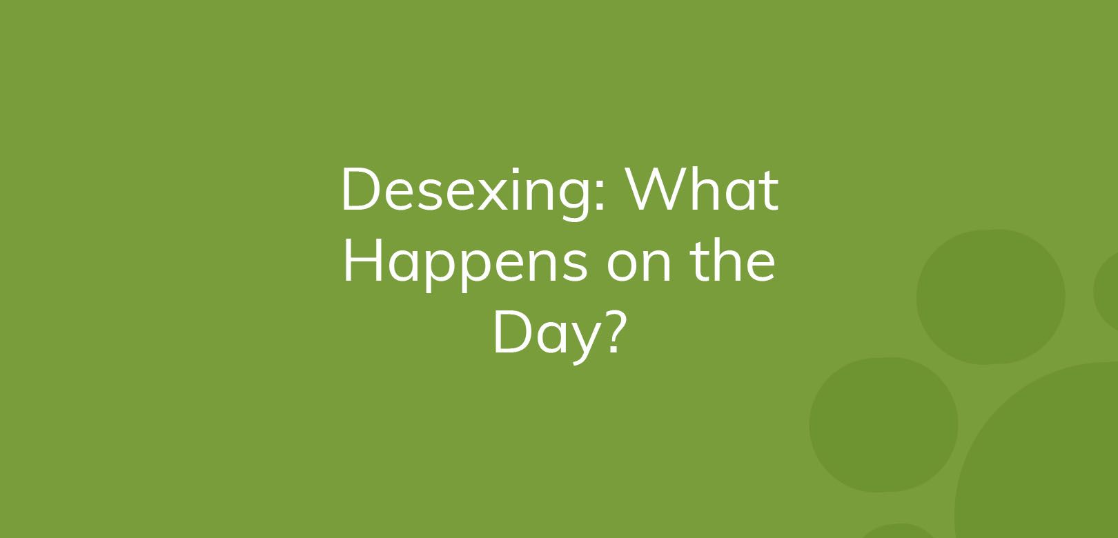 Text on a green background reads "Desexing: What Happens on the Day?"